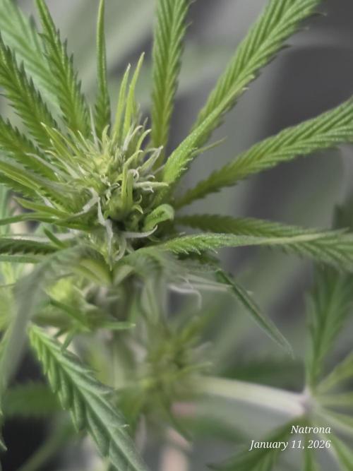 Straw-Lectric Lemonade Strng Seeds. Week 10