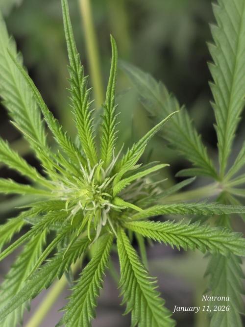 Straw-Lectric Lemonade Strng Seeds. Week 10