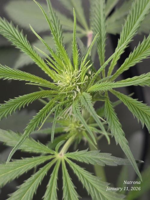 Straw-Lectric Lemonade Strng Seeds. Week 10