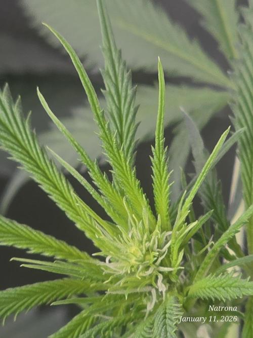 Straw-Lectric Lemonade Strng Seeds. Week 10