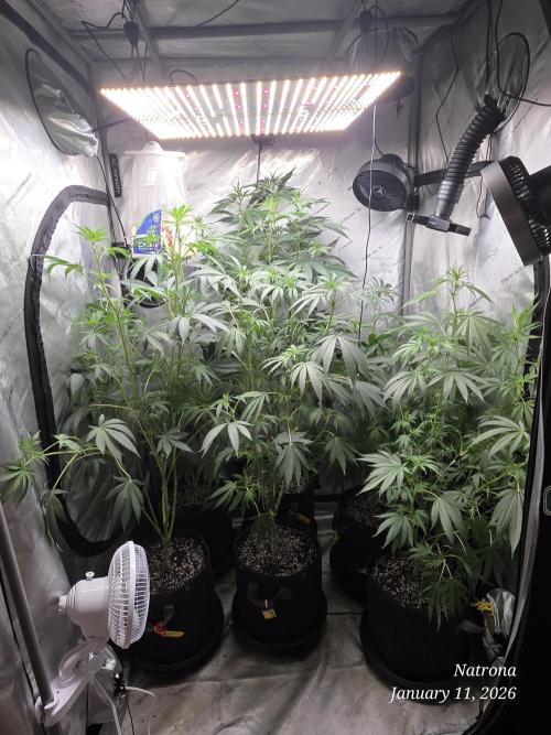 Straw-Lectric Lemonade Strng Seeds. Week 10