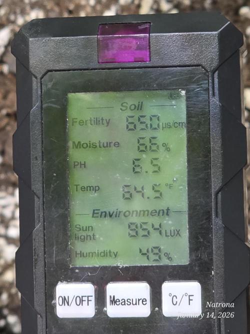 Straw-Lectric Lemonade Strng Seeds. Week 10