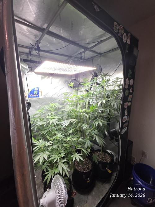 Straw-Lectric Lemonade Strng Seeds. Week 10