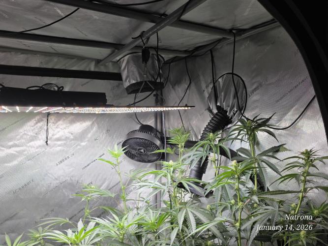 Straw-Lectric Lemonade Strng Seeds. Week 10