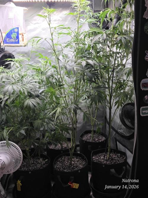 Straw-Lectric Lemonade Strng Seeds. Week 10