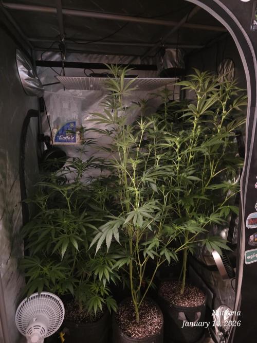 Straw-Lectric Lemonade Strng Seeds. Week 10