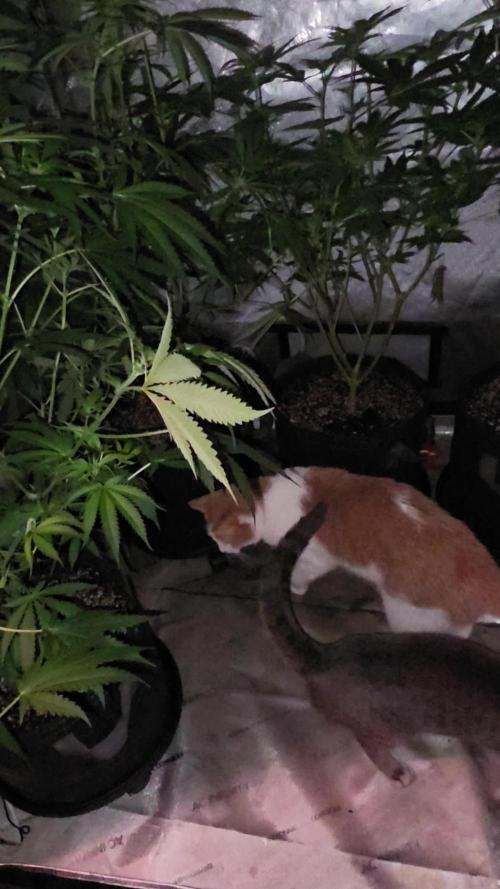 Straw-Lectric Lemonade Strng Seeds