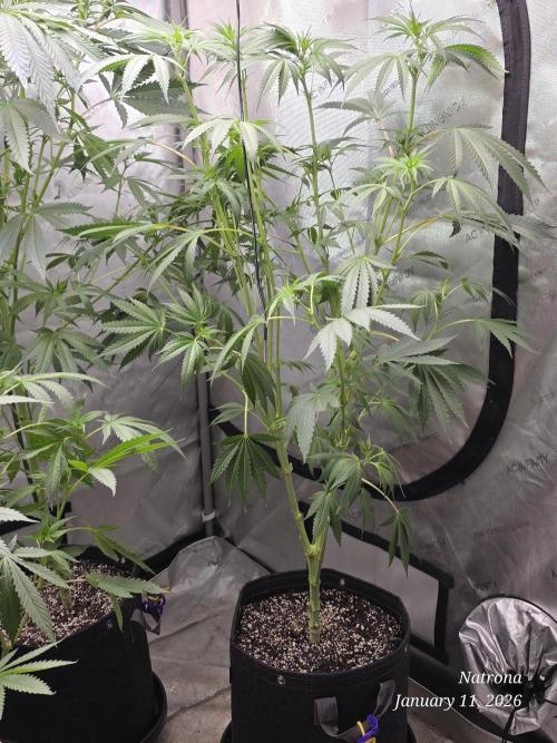 Straw-Lectric Lemonade Strng Seeds. Week 10