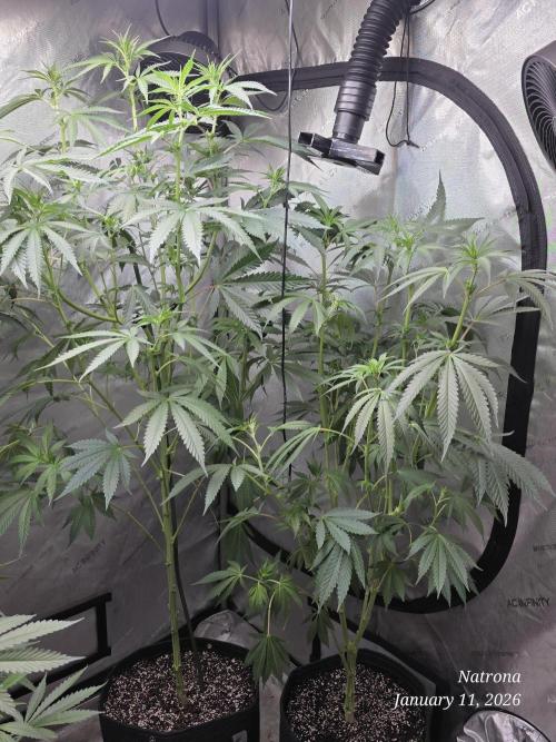 Straw-Lectric Lemonade Strng Seeds. Week 10