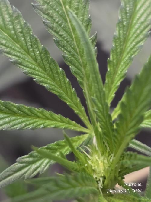 Straw-Lectric Lemonade Strng Seeds. Week 10