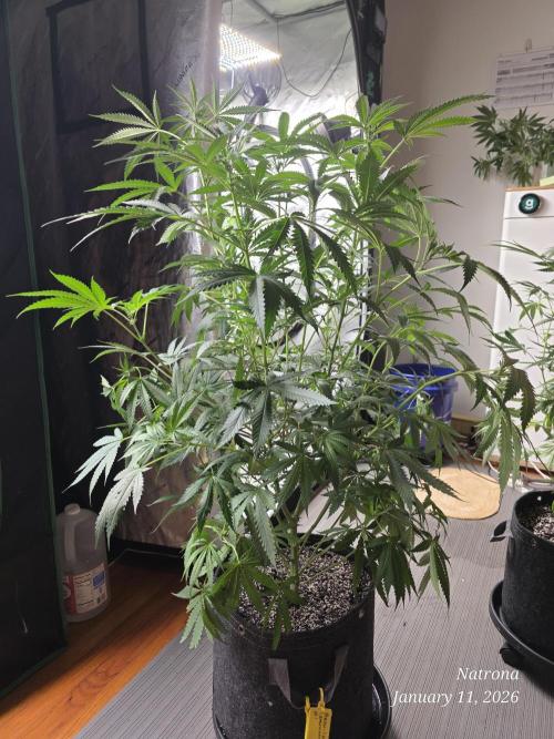 Straw-Lectric Lemonade Strng Seeds. Week 10