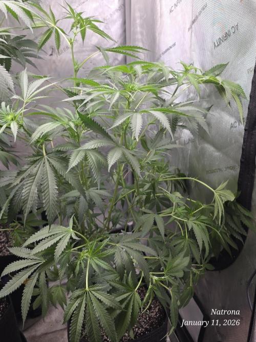 Straw-Lectric Lemonade Strng Seeds. Week 10