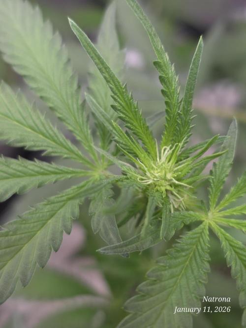 Strawberry Cadillac-Strng Seeds. Week 10