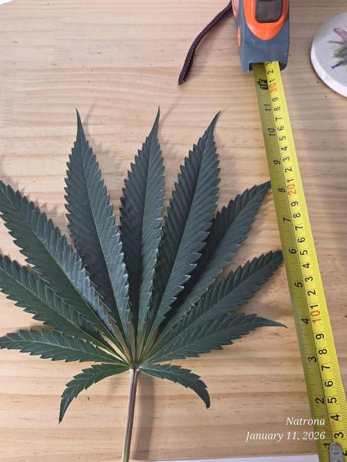 Strawberry Cadillac-Strng Seeds. Week 10