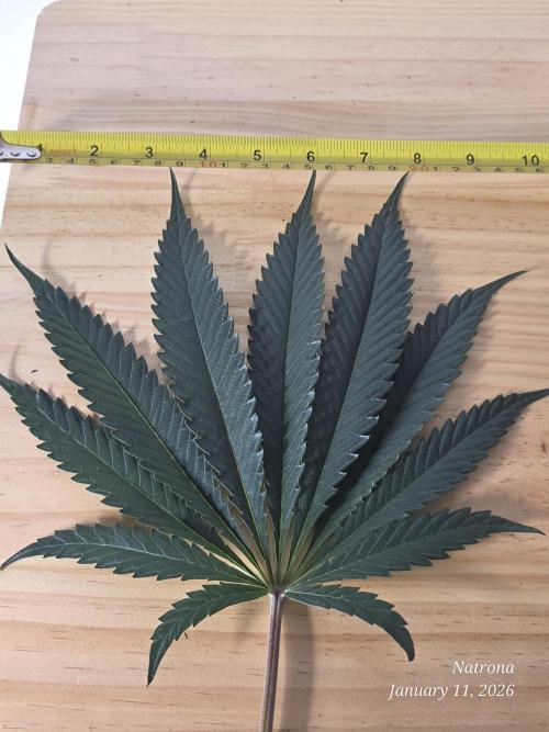 Strawberry Cadillac-Strng Seeds. Week 10