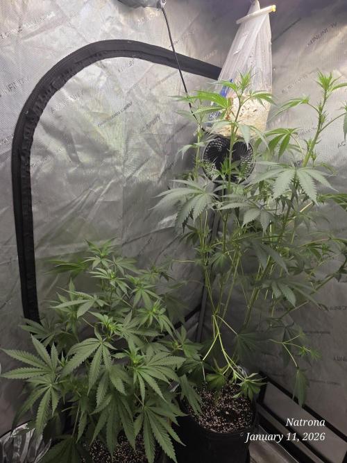 Strawberry Cadillac-Strng Seeds. Week 10