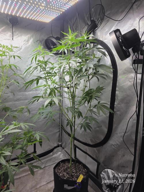 Strawberry Cadillac-Strng Seeds. Week 10