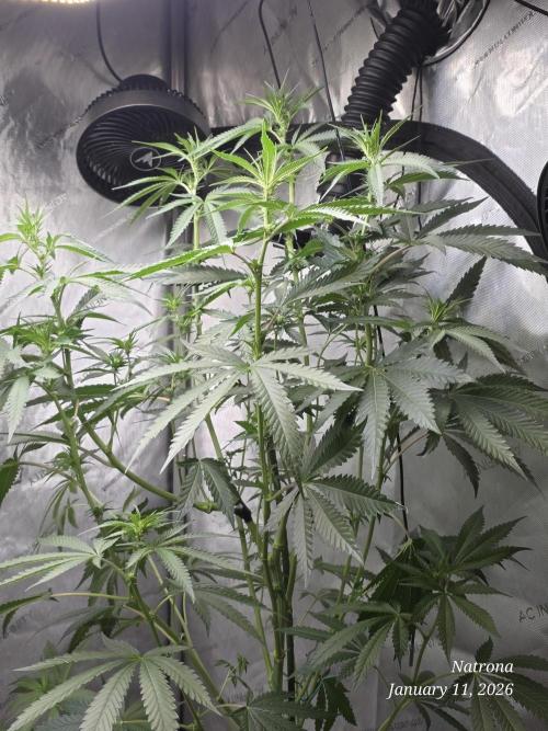 Strawberry Cadillac-Strng Seeds. Week 10