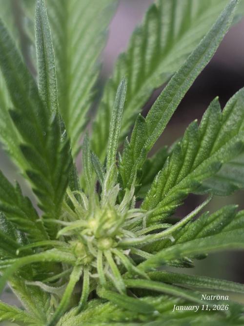 Strawberry Cadillac-Strng Seeds. Week 10