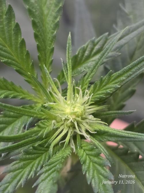 Strawberry Cadillac-Strng Seeds. Week 10