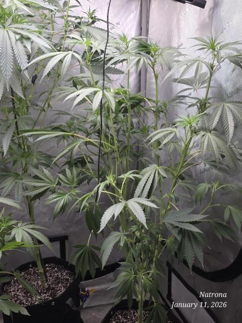 Strawberry Cadillac-Strng Seeds. Week 10