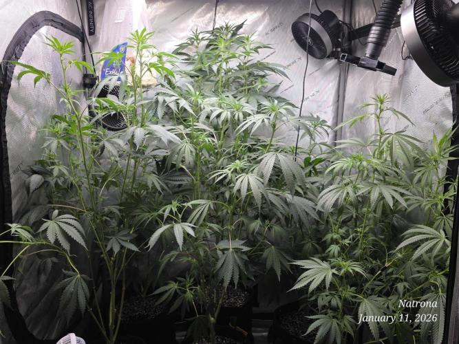 Strawberry Cadillac-Strng Seeds. Week 10