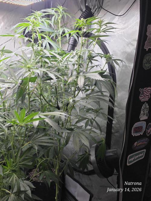 Strawberry Cadillac-Strng Seeds. Week 10