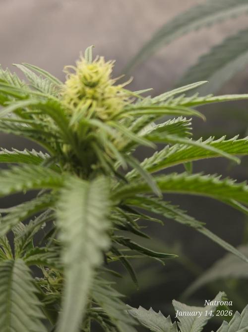 Strawberry Cadillac-Strng Seeds. Week 10