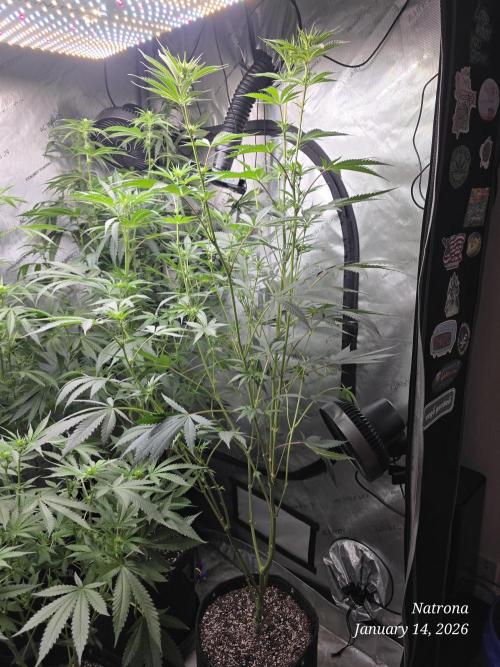 Strawberry Cadillac-Strng Seeds. Week 10