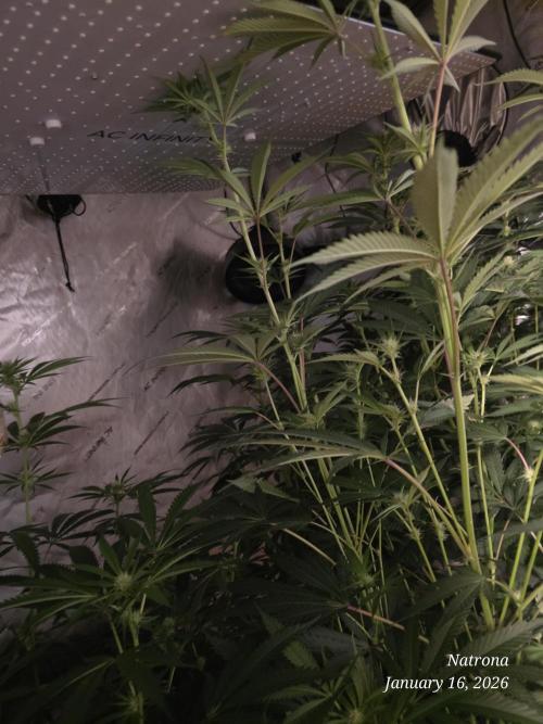 Strawberry Cadillac-Strng Seeds. Week 10 - Touching the light