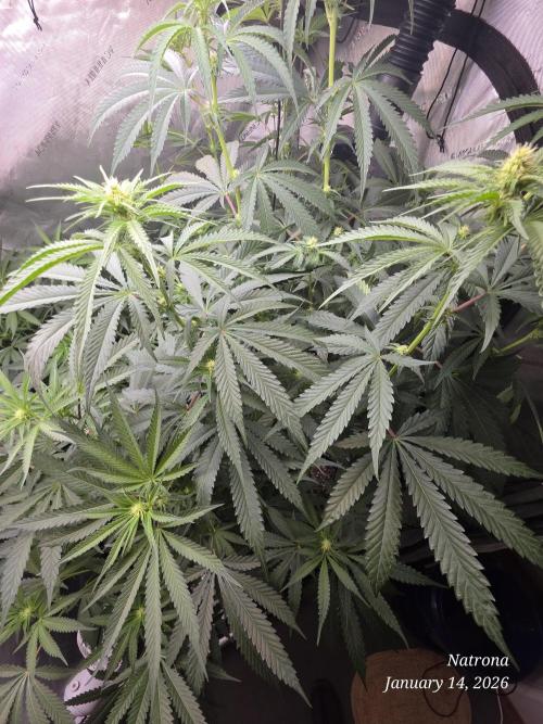 Strawberry Cadillac-Strng Seeds. Week 10