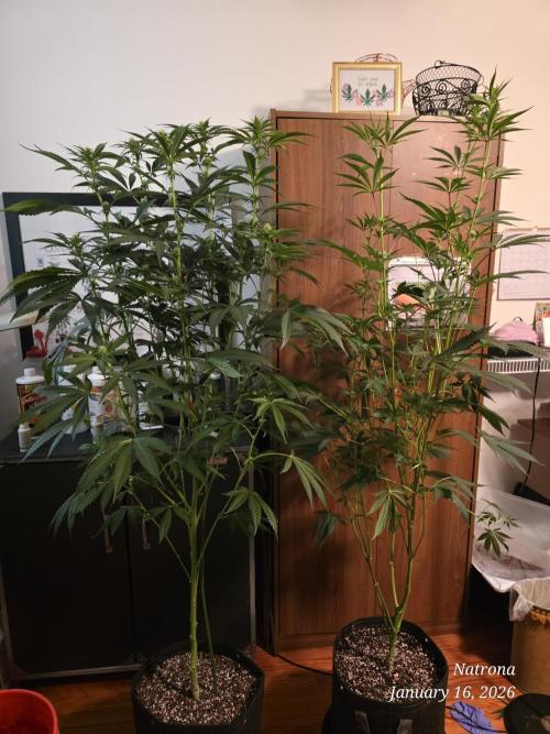 Strawberry Cadillac-Strng Seeds. Week 10