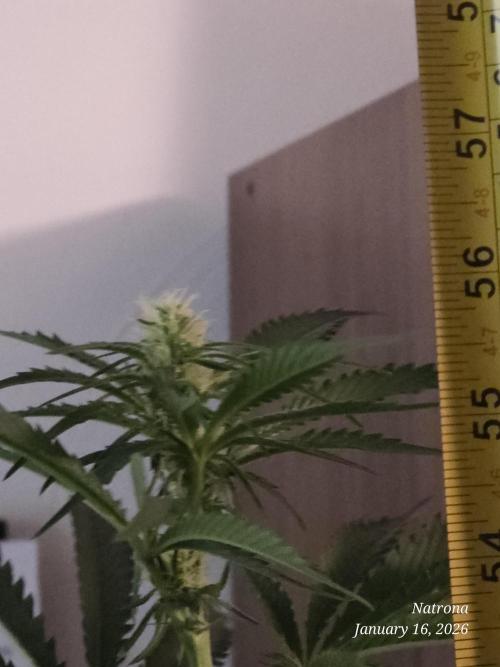 Strawberry Cadillac-Strng Seeds. Week 10 - 56" before Super crop