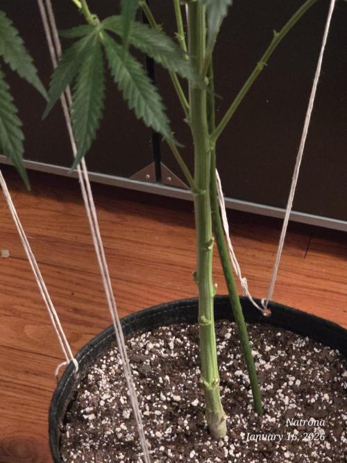 Strawberry Cadillac-Strng Seeds. Week 10 - Tie down branches