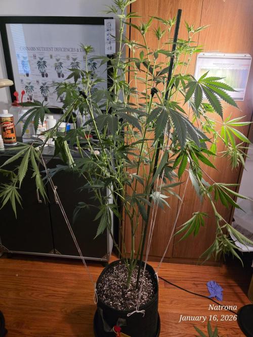 Strawberry Cadillac-Strng Seeds. Week 10