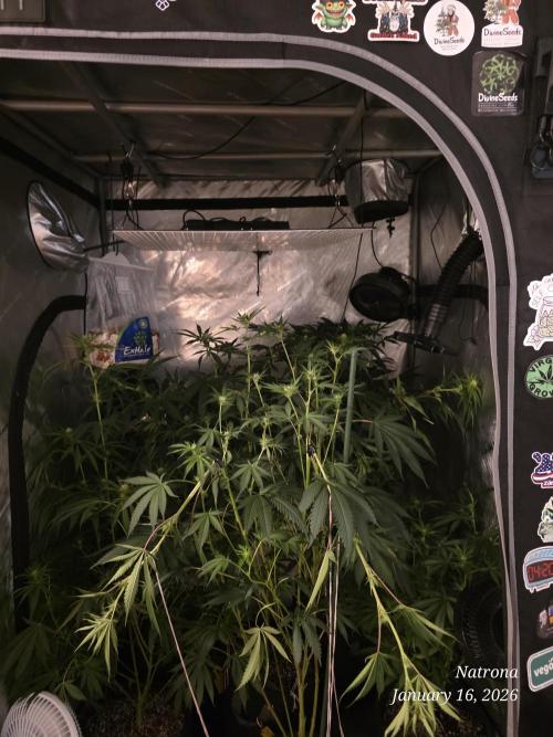 Strawberry Cadillac-Strng Seeds. Week 10