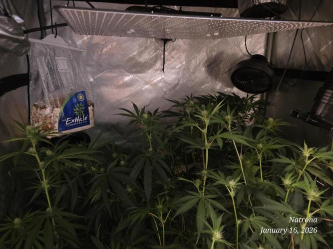 Strawberry Cadillac-Strng Seeds. Week 10