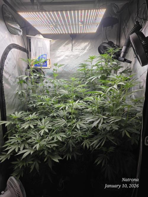 Straw-Trop Cherry Strng Seeds. Week 10