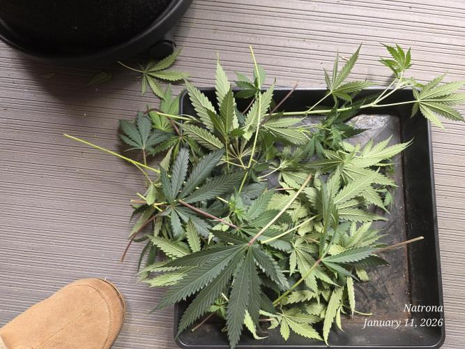 Straw-Trop Cherry Strng Seeds. Week 10