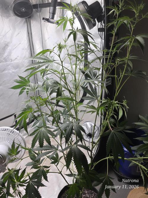 Straw-Trop Cherry Strng Seeds. Week 10