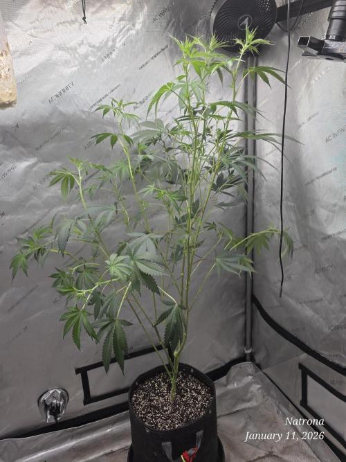 Straw-Trop Cherry Strng Seeds. Week 10