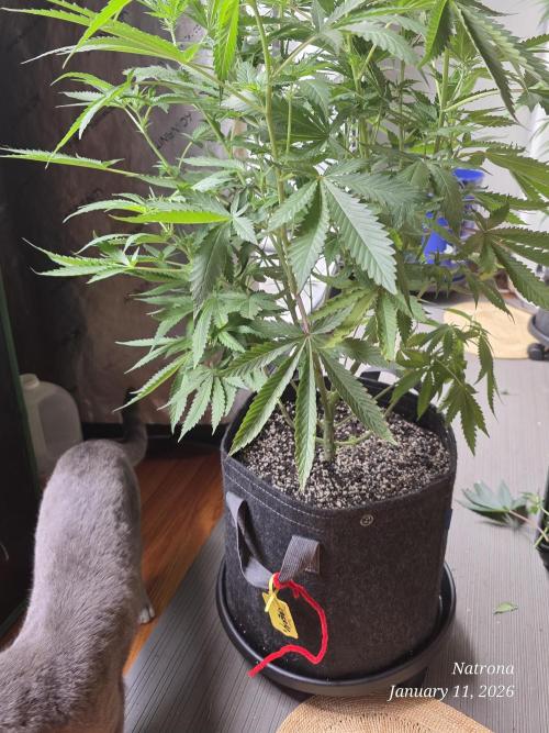 Straw-Trop Cherry Strng Seeds. Week 10