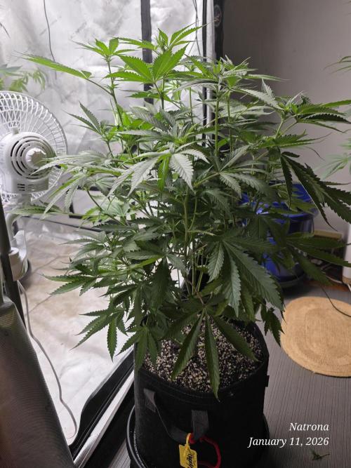 Straw-Trop Cherry Strng Seeds. Week 10