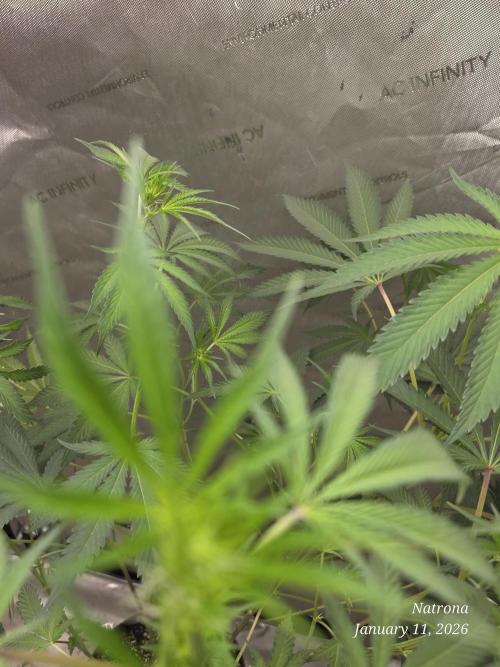 Straw-Trop Cherry Strng Seeds. Week 10