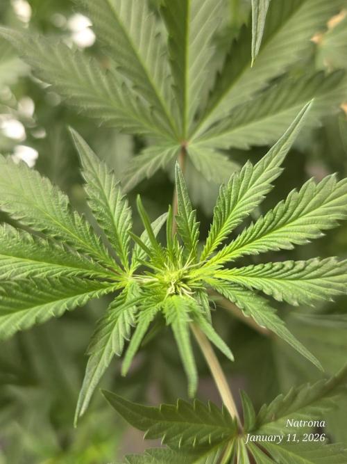 Straw-Trop Cherry Strng Seeds. Week 10