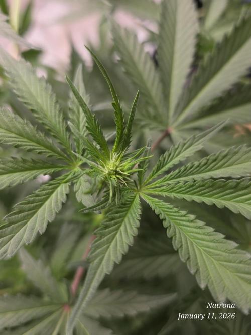 Straw-Trop Cherry Strng Seeds. Week 10