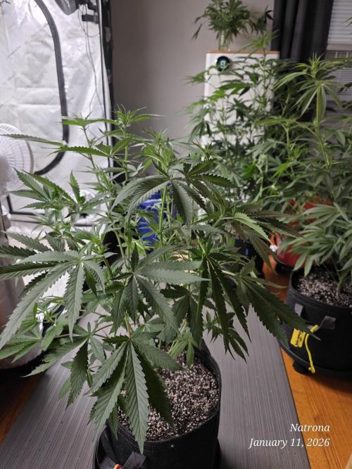 Straw-Trop Cherry Strng Seeds. Week 10