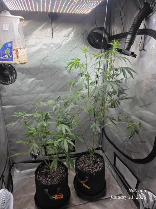 Straw-Trop Cherry Strng Seeds. Week 10