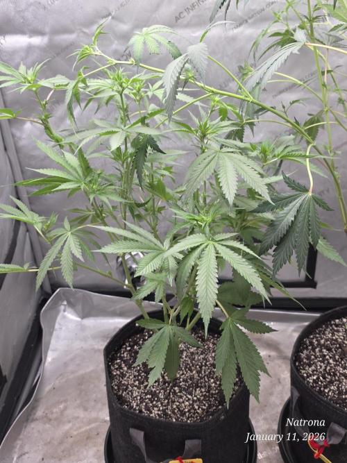 Straw-Trop Cherry Strng Seeds. Week 10