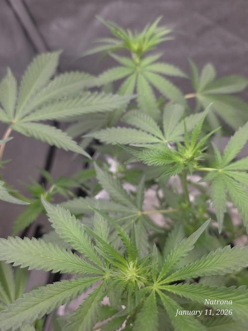 Straw-Trop Cherry Strng Seeds. Week 10